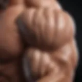 Anatomy of biceps highlighted with muscle fibers