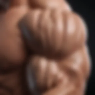 Understanding Bicep Anatomy Anatomy of biceps highlighted with muscle fibers