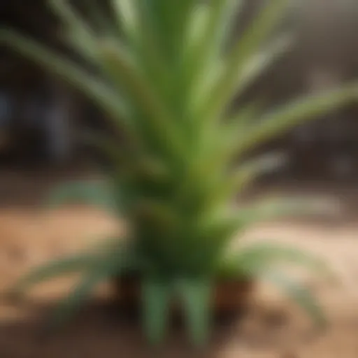 Natural aloe vera plant for sunburn relief