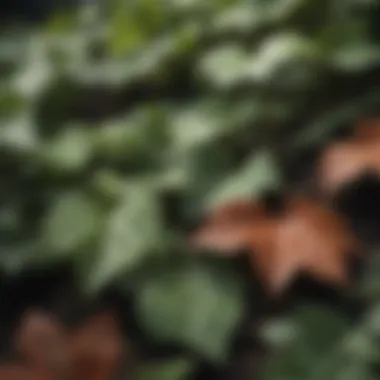 Close-up of poison ivy leaves showcasing their unique texture and coloration