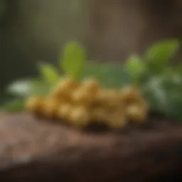 A vibrant assortment of herbal supplements showcasing their natural origins