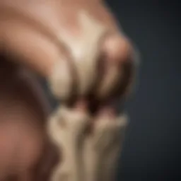 Anatomy of the Knee Joint