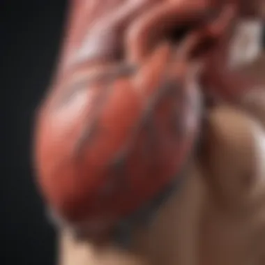 Enhancing Cardiovascular Health Illustration of cardiovascular system benefits