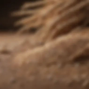 A close-up of whole grains emphasizing their fiber content