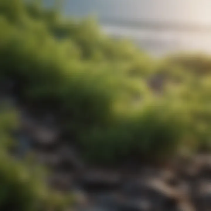Illustration of seaweed's health benefits and essential nutrients.