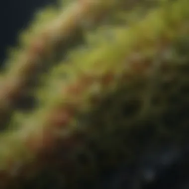 Close-up of nutrient-rich seaweed showing its texture.