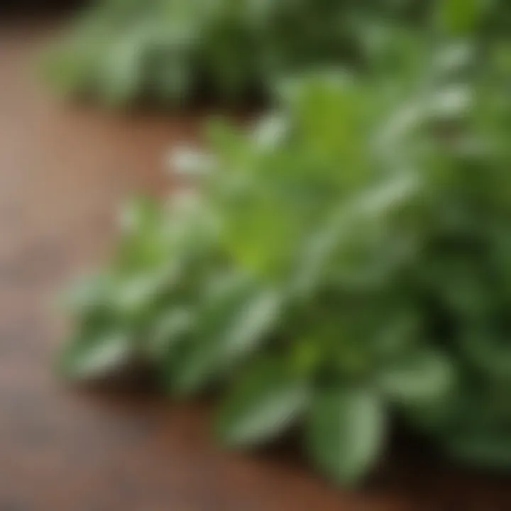 Close-up of oregano leaves showcasing their natural texture and vibrant green color