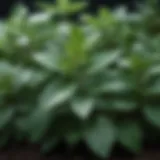 Japanese mint plant showcasing its vibrant green leaves