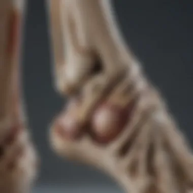 Anatomy of the ankle joint showcasing bones and ligaments