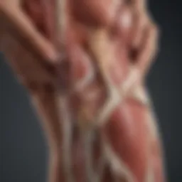 Illustration depicting the anatomy of a leg muscle experiencing a cramp.