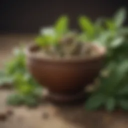 Illustration of herbal remedies for respiratory health