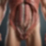 Illustration showing the gut anatomy and its functions
