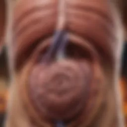 An illustration depicting the pancreas and its role in digestion