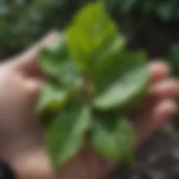 Close-up of poison ivy leaves